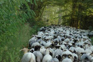 2 dans la forêt