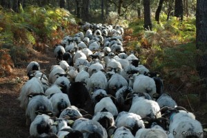 4 entre les fougères d'automne